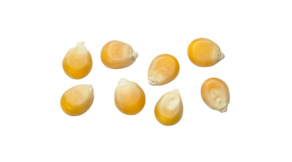 popcorn kernels